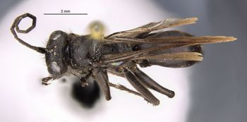 Media type: image;   Entomology 13699 Aspect: habitus dorsal view